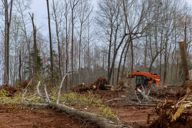 Reliable Reese, MI Tree Care Solutions